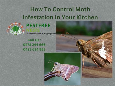 Moths in the kitchen: species, prevention and control